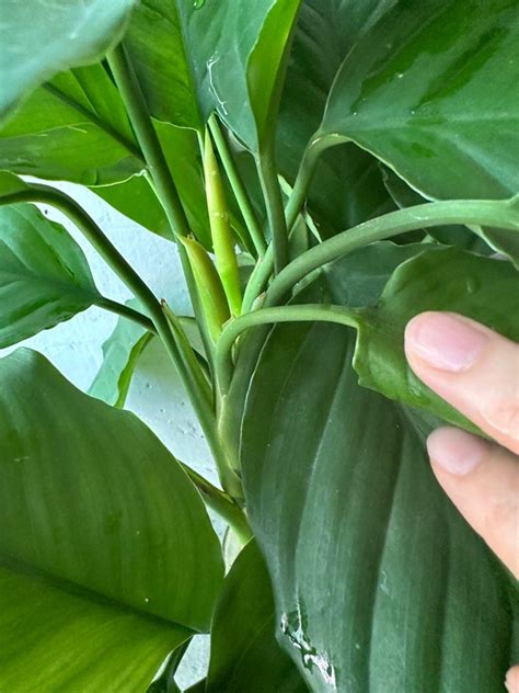 香港水種植物|香港最佳室內植物推薦：易打理、空氣淨化、開花觀賞。